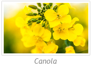 Canola