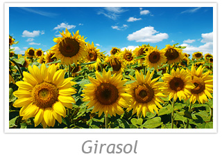 Girasol